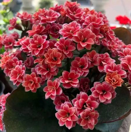 如何通过花苞或者叶片来判断长寿花的品种?