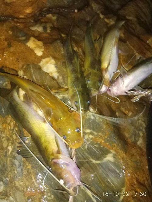 这鱼我们这里的人都是叫胡子鱼.