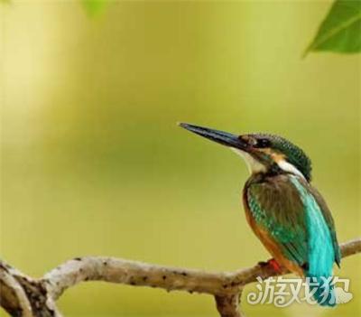 阴阳师花鸟卷信物悬赏扫描任务信物怎么找