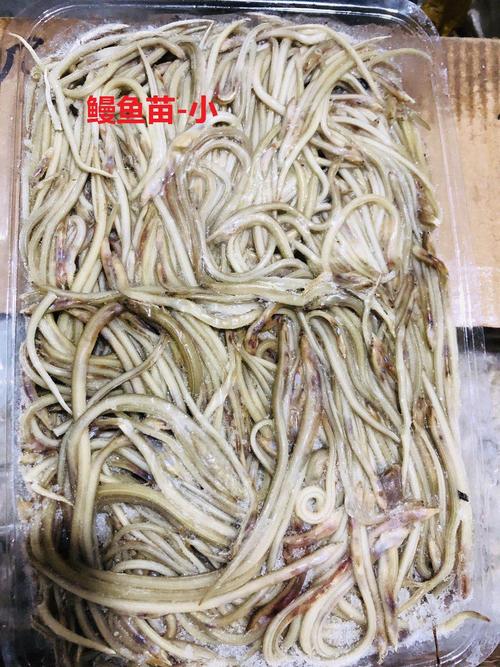 厂家供应小海鳗 小油鳗 鳗鱼苗 头水鲜海带苗 海带嫩苗餐饮食材