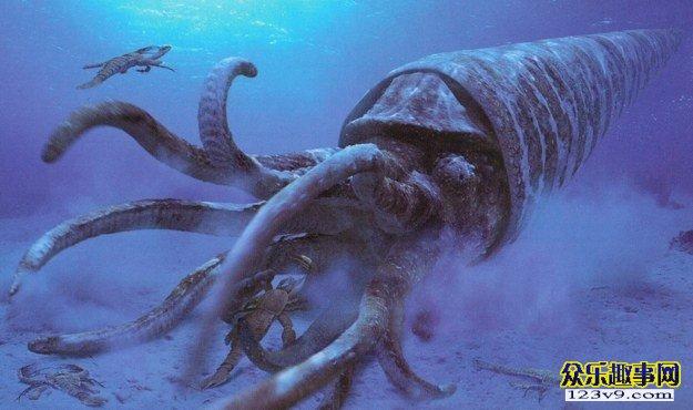 大型壳乌贼