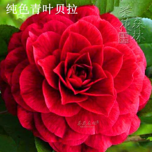青叶贝拉茶花大玫瑰树苗阳台庭院绿植花卉复色花盆栽