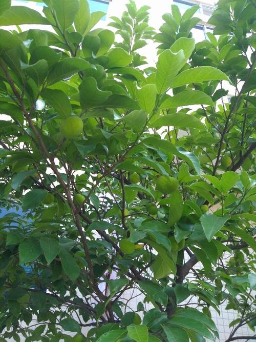 厂里的绿化树长的果子,绿色的皮破会有很粘的白色乳汁