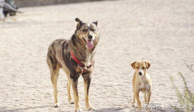 俗语男怕孤女怕寡狼怕托狗怕摸啥意思有道理吗