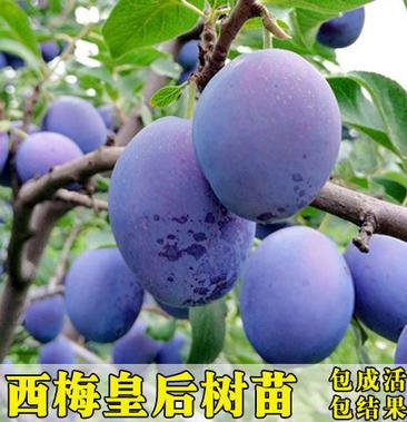 西梅皇后西梅苗南北种植现挖现发技术指导两证一签