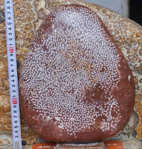 大块珊瑚化石极品出手