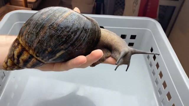你知道这些非洲大蜗牛能长到多大嘛