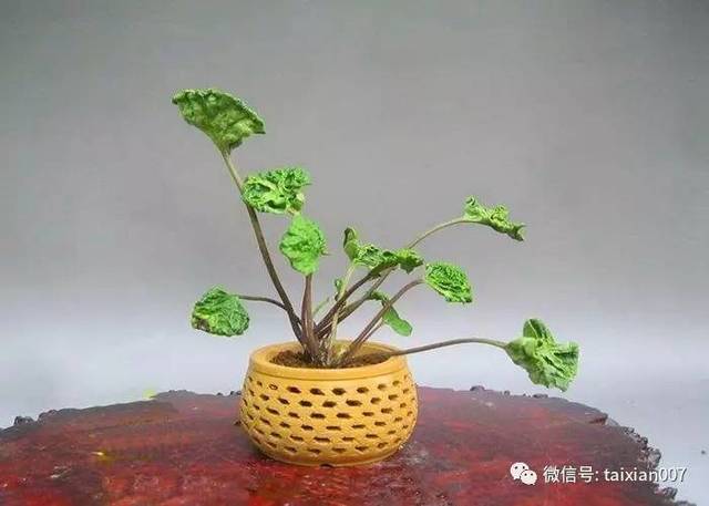 狮子头