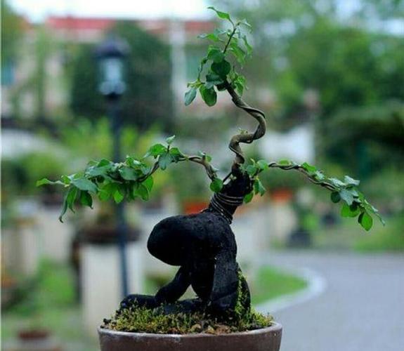 养金弹子盆景,修剪,造型很关键,做好了观赏效果更佳!