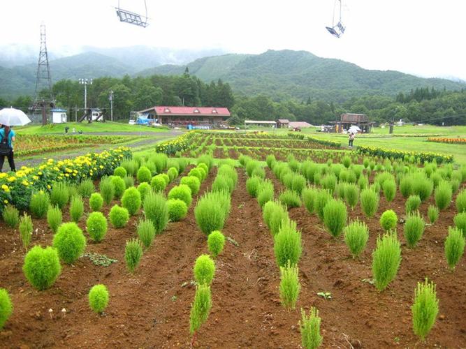 悦芳华花种籽子红地肤种子绿地肤花种
