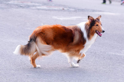 苏格兰边牧犬的性格咋样