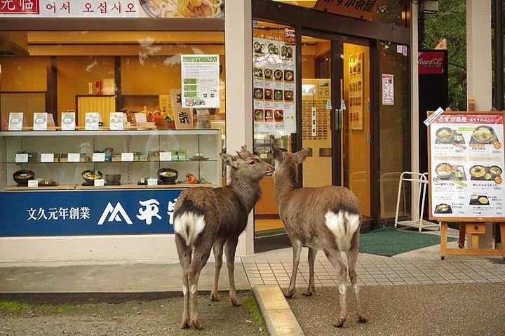这里的小鹿并不怕人,一直守在有鹿饼卖的店铺周围,一脸吃货模样.