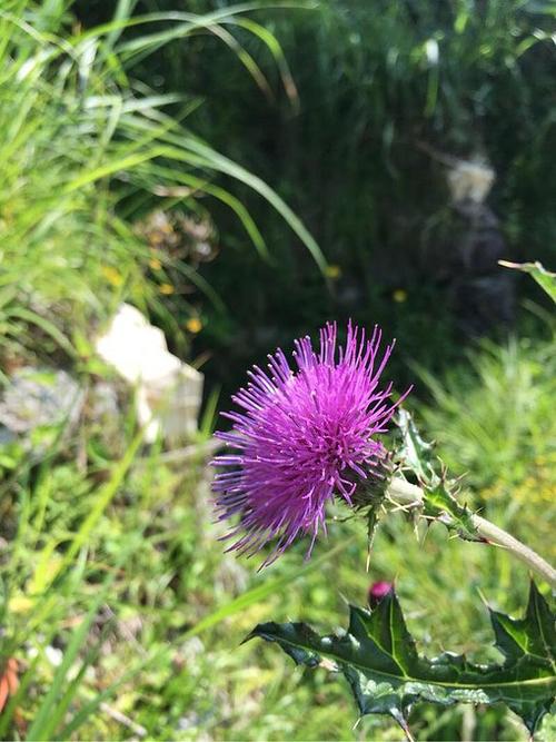 山中的野花在阳光下格外艳丽.
