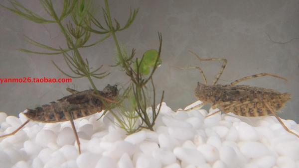 田鳖] 碧伟蜓梦幻池塘 闪蓝丽 昆虫活体 另类爬虫 蜻蜓幼虫 水虿