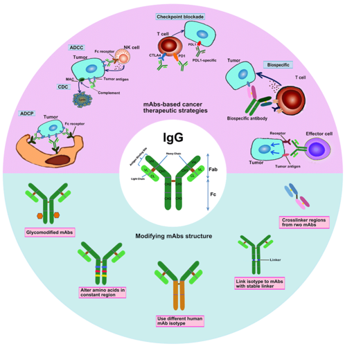 针对抗体效应机制进行抗体定制设计和开发