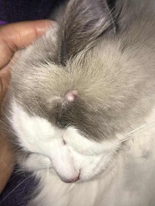 【讨论】猫咪肥大细胞瘤的治疗过程记录(已切)