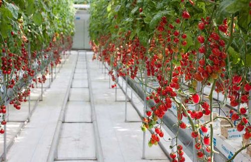 圣女果种植技术视频