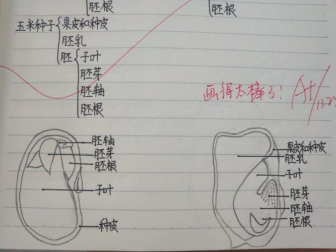 3,8班种子结构画图作业