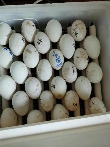 鹅蛋的孵化历程