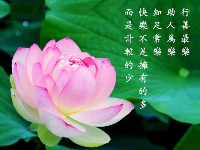 佛教莲花 壁纸_佛教莲花 壁纸图片分享
