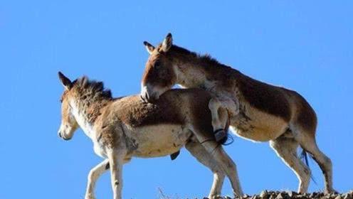 看看马和驴做了什么,镜头记录全过程