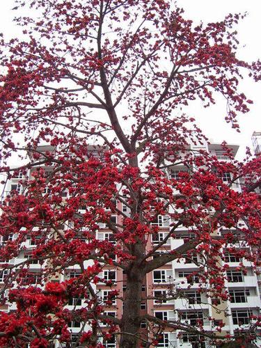 凯麒【随心写】家乡的木棉树