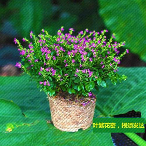 满天星爆盆盆栽带花苞花卉好养开花植物阳台客厅庭院室内绿植