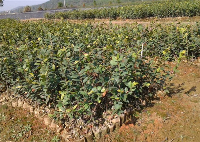 湖南油茶苗批发【高产油茶苗】