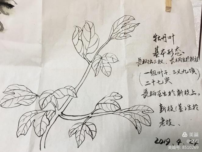 牡丹叶子:三叉九顶,由上往下,或由下往上,三片叶子不要一样大,两边的