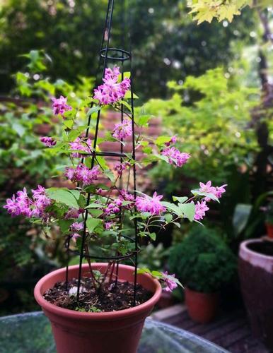 溲疏,花名很怪异,开花很美丽