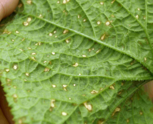 黄瓜靶斑病发病规律特征黄瓜靶斑病防治方法