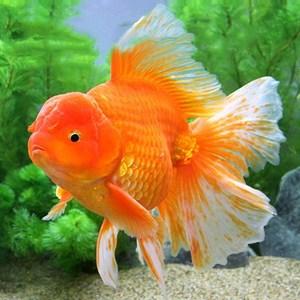鱼之城泰狮金鱼泰国狮头红狮红白狮头冷水鱼缸大型金鱼观赏鱼活体