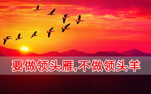 要做领头雁不做领头羊