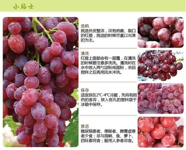 无籽葡萄 脆甜新鲜克伦生红提葡萄批发 品种 红提 等级 一级 产地