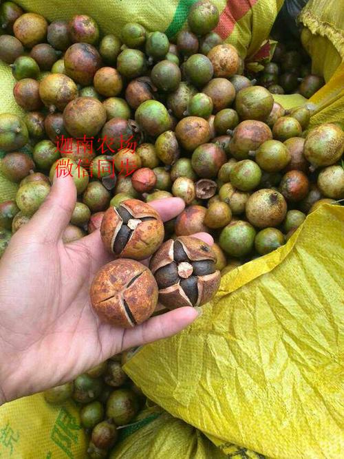 批发山茶籽茶油, 油茶仁,茶籽果,榨油油茶籽