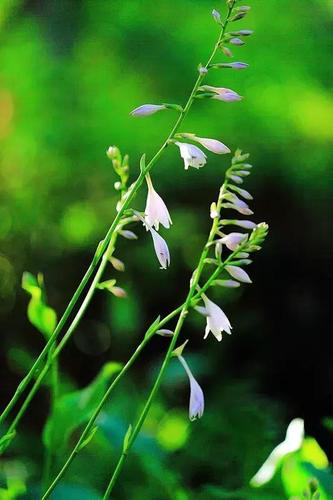 奔走相告!7月,五原县隆兴湖的荷花又开了!