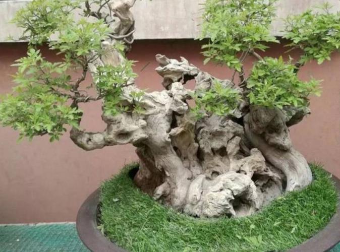 秋日上山,采段黄荆老桩回家,制成高价盆景,谁见了都抢