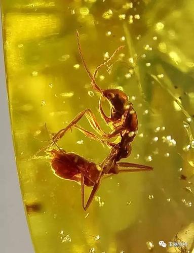 缅甸琥珀中的黑帝斯蚁,这类蚂蚁下颚有一对类似猛犸象牙一样的结构