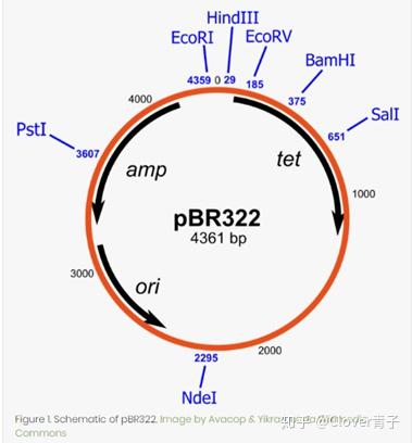 分子克隆:从认识质粒开始