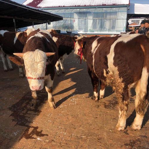 黑龙江肉牛西门塔尔牛小牛犊保揣牛种牛繁殖