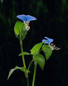 cn 《我为花狂》鸭跖草    一年生草本, 多生于路旁,田边,河岸,宅旁