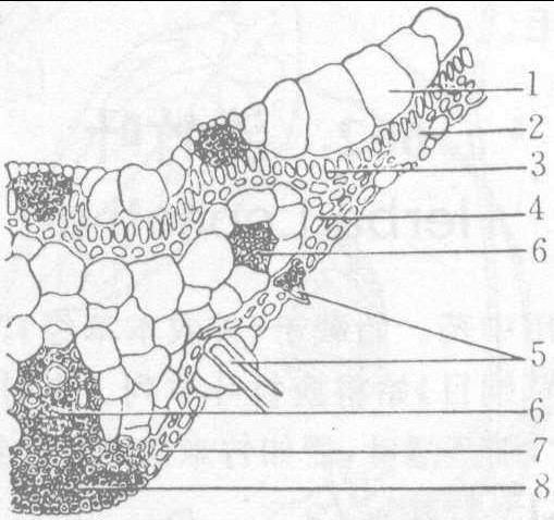 图662-2 淡竹叶(叶)横切面详图