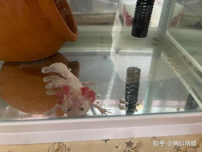 请教一下,我的六角恐龙死因是水霉病吗?