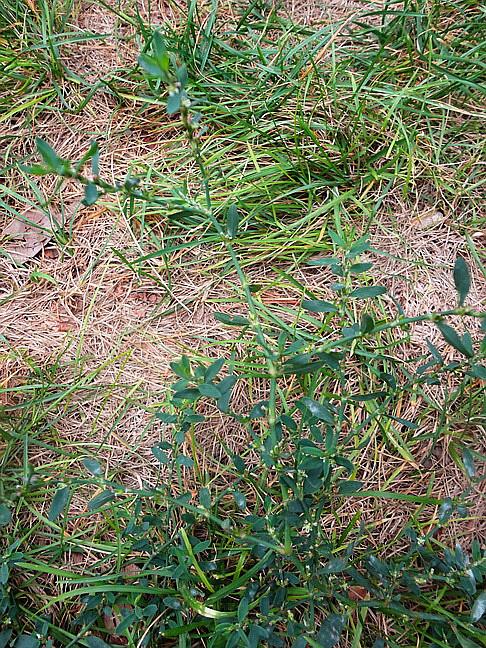 扁蓄61植物景观随拍