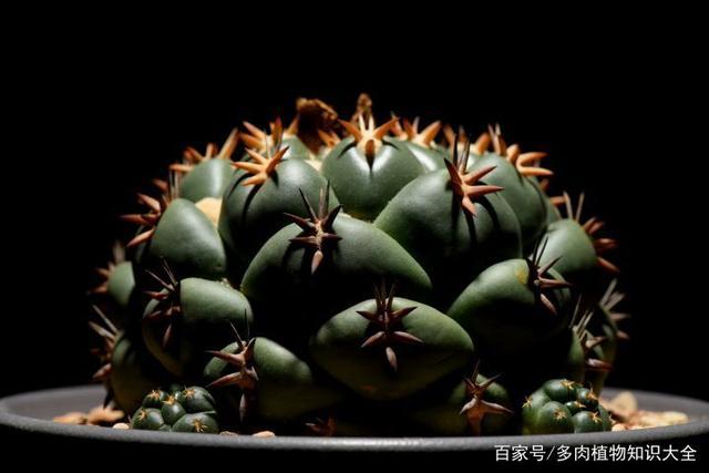 仙人球也很漂亮,只要你有一双能发现美的眼睛