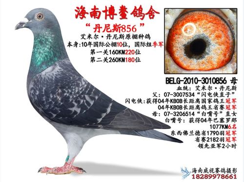 丹尼斯856(非卖品)