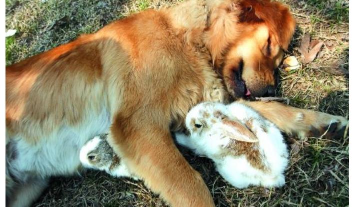 3,女是82年出生属狗和男75年出生属兔可以结婚吗?