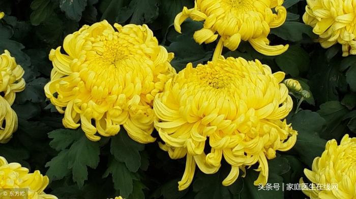 重阳节干什么(在重阳节做这6件事)