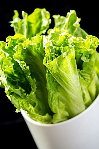生菜图片_生菜图片大全_全景图片