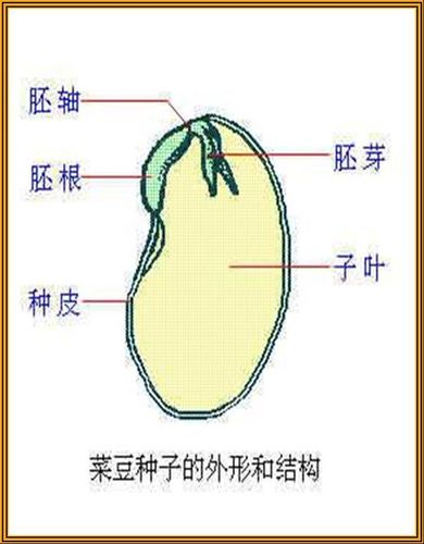 菜豆种子结构图